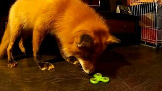 Лисичка против спиннера - смотреть видео (0:41)