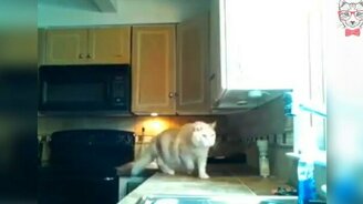 Средство против кота на столе - смотреть видео (0:04)