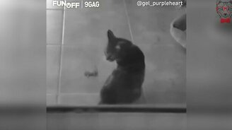 Мышь отжигает перед котом - смотреть видео (0:07)