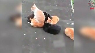 Главный кот на дворе - смотреть видео (0:13)