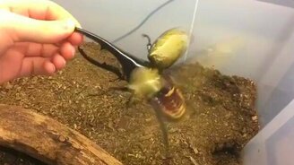 Внушительный жук-геркулес - смотреть видео (0:10)