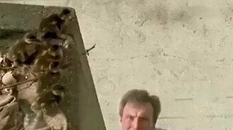 Спас утиное семейство - смотреть видео (0:35)