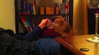 Кот боксёр - смотреть видео (0:15)