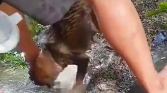 Спасение щеночка - смотреть видео (0:55)