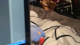 Хватит сидеть за компьютером! - смотреть видео (0:07)