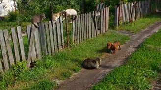 Такса против кота - смотреть видео (0:56)