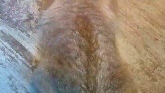 Кот ползёт на месте - смотреть видео (0:44)