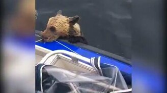 Спасение медвежонка - смотреть видео (0:50)