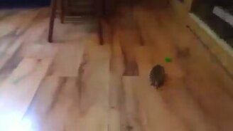 Резвый ёжик с мячом - смотреть видео (0:27)