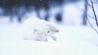 Песец валяется на снегу - смотреть видео (0:27)