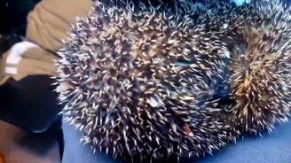 А вы слыхали, как орут ежи? - смотреть видео (0:31)