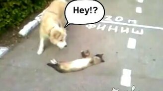 Собака, я мертвец! - смотреть видео (0:47)