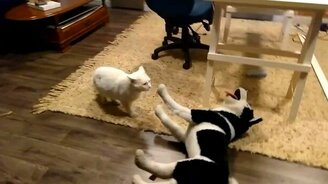 Кот демонстрирует неприязнь - смотреть видео (1:05)