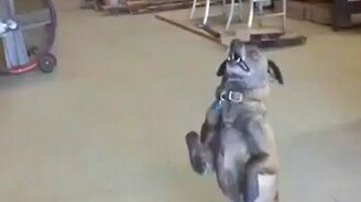 Собаки, которые пытались - смотреть видео (1:55)