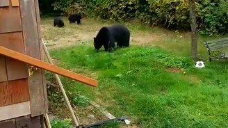 Вежливо проводил медвежью семью - смотреть видео (0:47)