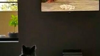 Провальная телеохота кота - смотреть видео (0:14)