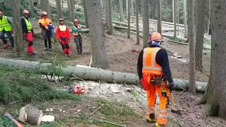 Мастерски повалил дерево - смотреть видео (0:21)