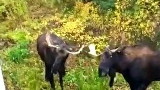 Противостояние лосей - смотреть видео (0:27)