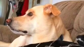 Реакция собаки на мультик - смотреть видео (0:16)