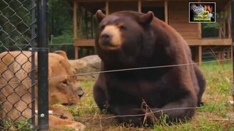 Когда отношения строятся по-доброму - смотреть видео (4:30)