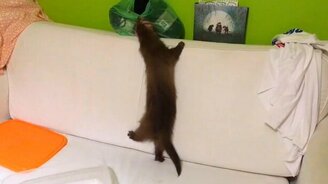 Хорёк, что ты ищешь? - смотреть видео (1:10)