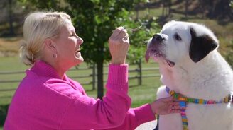 Собака с самым длинным языком - смотреть видео (1:53)