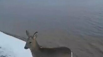 Косуля забодала мужчину - смотреть видео (0:46)