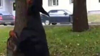 Крепкая хватка добермана - смотреть видео (0:33)