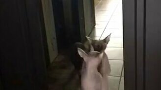 Танец лысых кошек - смотреть видео (1:08)