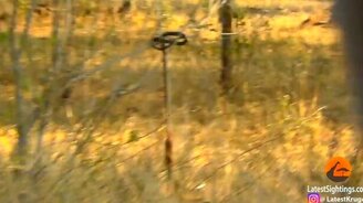 Мангуст охотится на змею - смотреть видео (1:18)