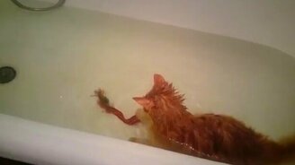 Кот в ванне и лента - смотреть видео (0:41)