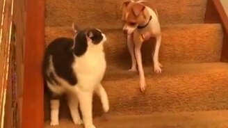 Кошка включила пёсика - смотреть видео (0:25)