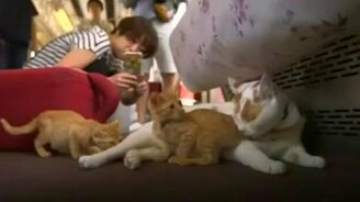 Поезд с котиками - смотреть видео (1:19)