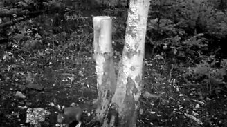 Челябинский заяц - смотреть видео (1:00)