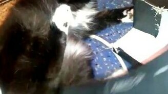 Бесстрашный кот и фен - смотреть видео (0:27)