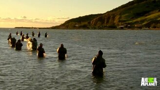 Дельфины помогают рыбакам - смотреть видео (3:41)