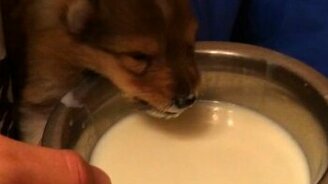 Первые глоточки щенка - смотреть видео (0:57)