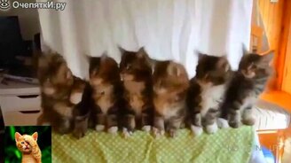 Более десяти минут кошачьих приколов - смотреть видео (11:29)