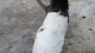 Молочко любят все! - смотреть видео (1:06)