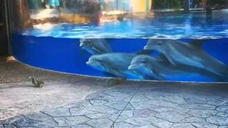 Дельфинята наблюдают за белками - смотреть видео (0:38)