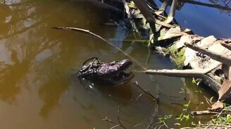 Надел аллигатору очки - смотреть видео (0:09)