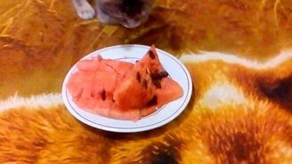 Котёнок распробовал арбуз - смотреть видео (1:28)