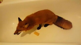 Нет мыла - нет купания - смотреть видео (4:48)