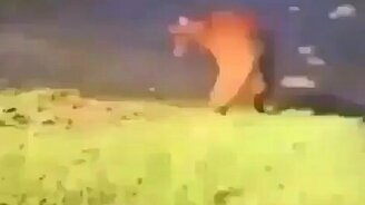 Напугал кота чихом - смотреть видео (0:10)