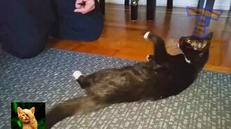 Кошки и коты в смешной сборке - смотреть видео (10:12)