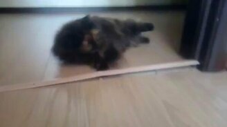 Кошка-разрушительница - смотреть видео (0:26)