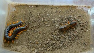 Медведка против сколопендры - смотреть видео (3:32)