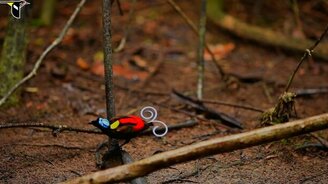 Самая невероятная птица - смотреть видео (0:50)