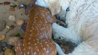 Собака спасает оленёнка из моря - смотреть видео (1:04)