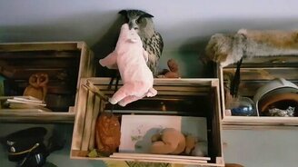 Сова взяла свинью в заложники - смотреть видео (3:18)